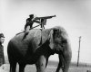 Elephant-mounted machine-gun.jpg