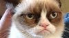 Grumpy Cat.jpg