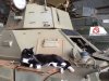 aussiehunter-Beck-Military-Museum-cat-on-tank.jpg