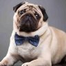 pugbuddy