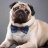 pugbuddy